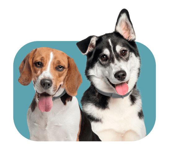 dois cachorros juntos, um da raça Beagle e outro da raça Husky Siberiano
